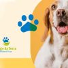 ONG Canto da Terra, Consultório veterinário, Internação, Centro cirúrgico e Castrações